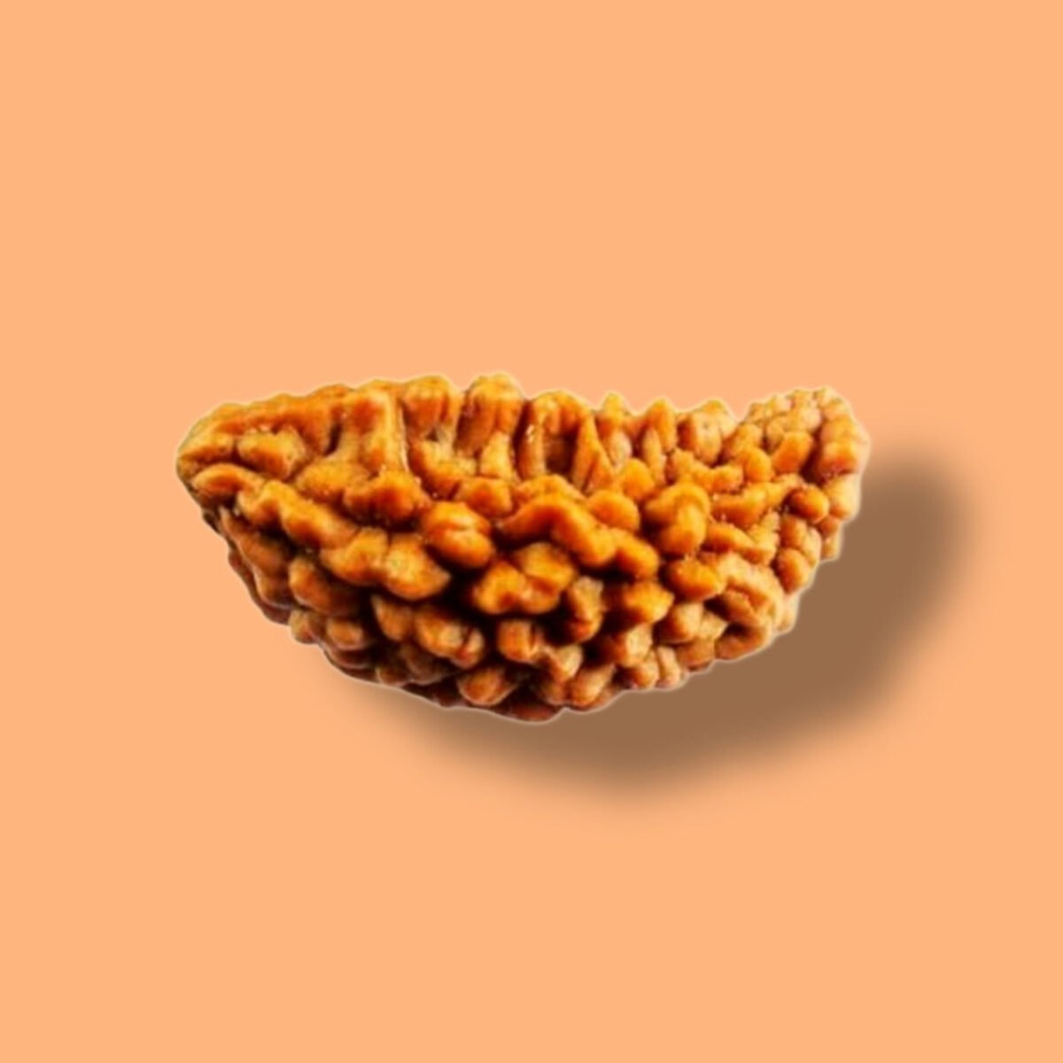 1 Mukhi Rudraksha: The Path to Divine Connection and Inner Peace - Image 1