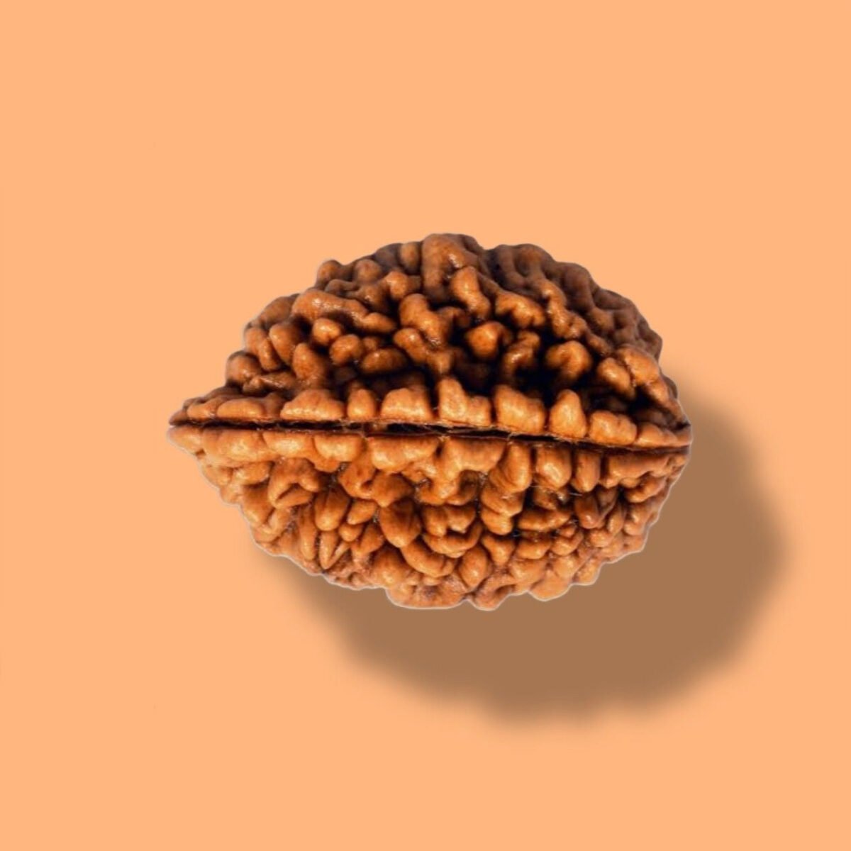 2 Mukhi Rudraksha: Discover the Divine Power - Image 1