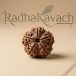 5 Mukhi Rudraksha (Nepali) Abhimantrit - Image 2