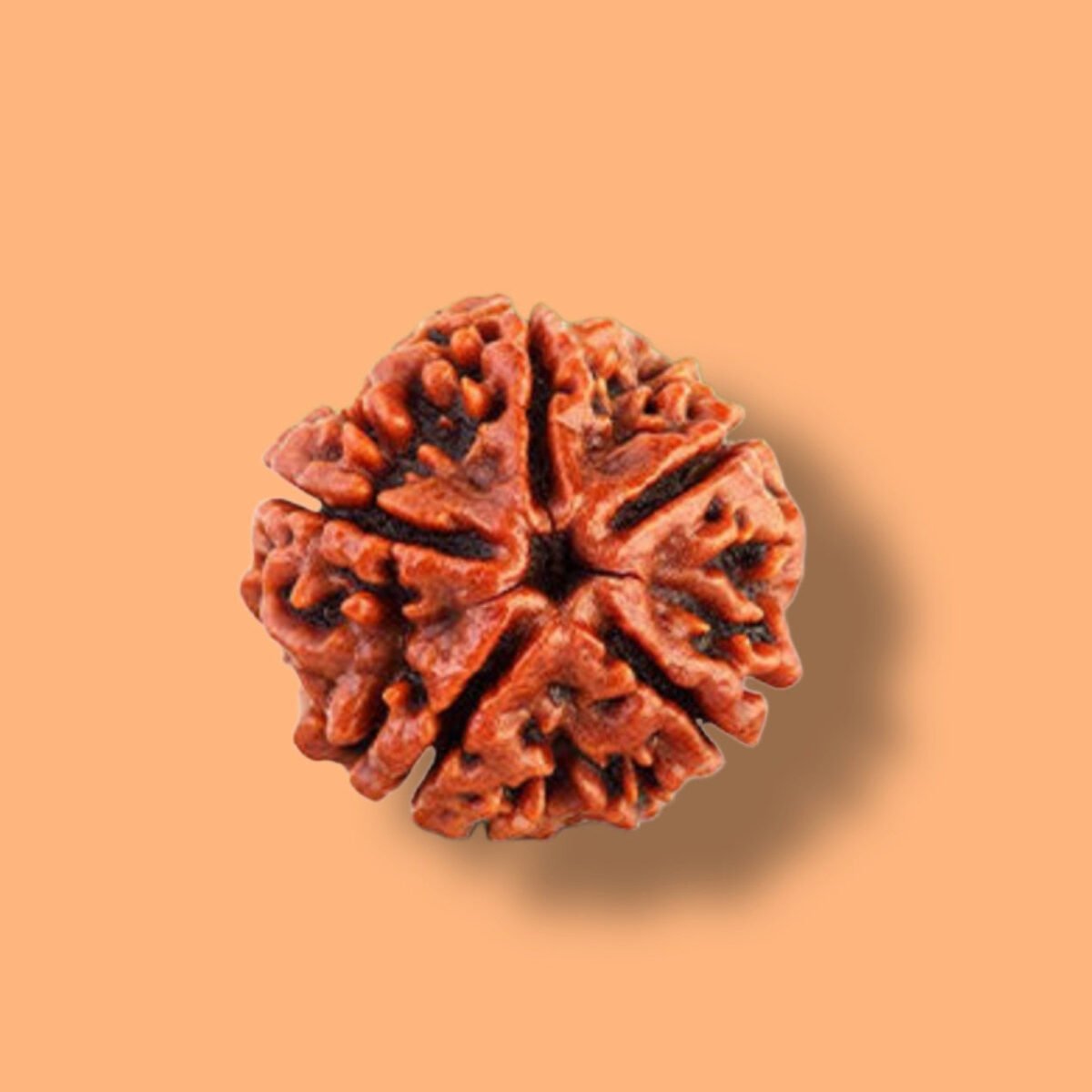 5 Mukhi Rudraksha: Discover the Divine Power - Image 1