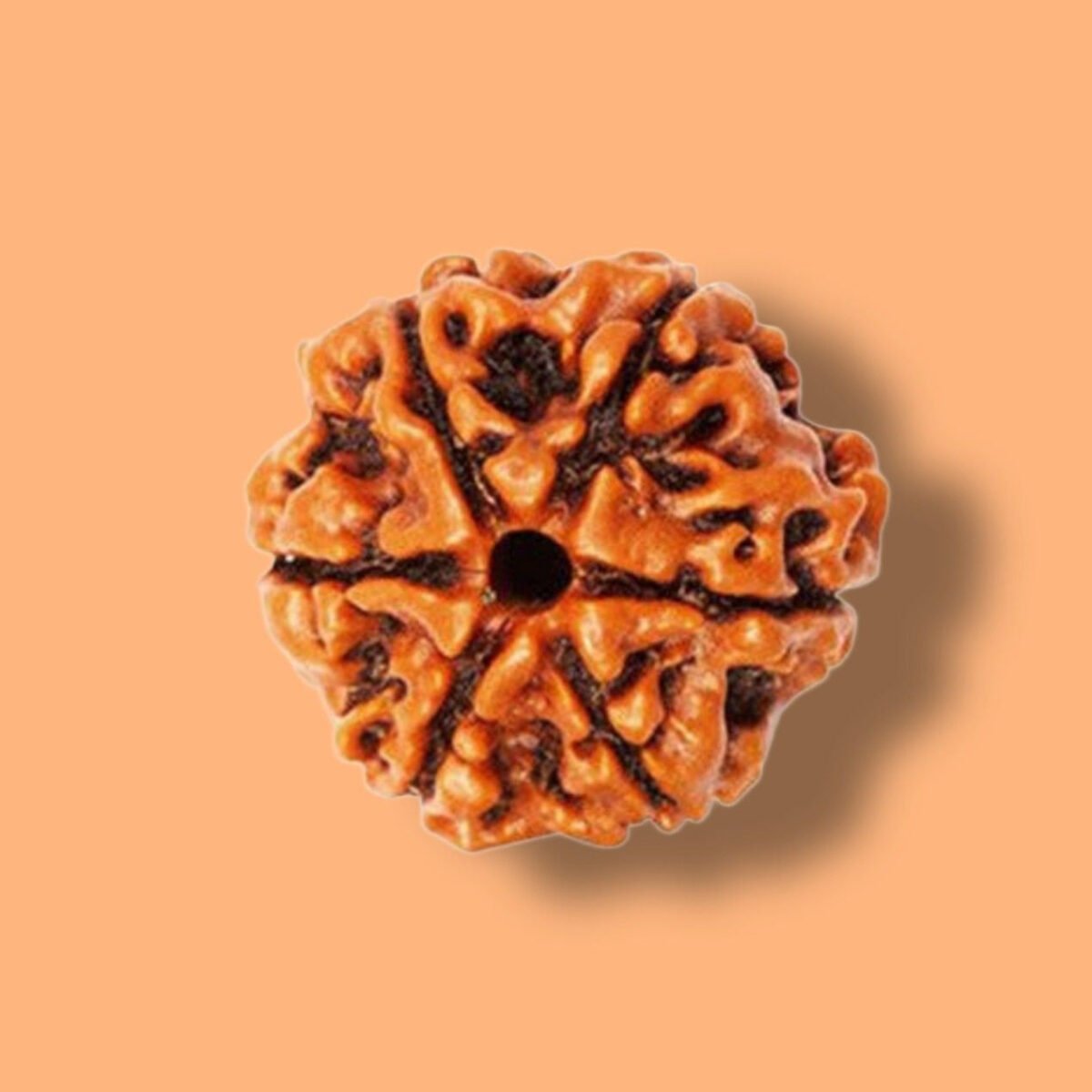 6 Mukhi Rudraksha: Unleashing Inner Strength and Stability - Image 1